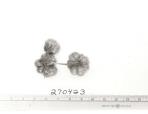 Click for 1 image(s) for this accession. FRUIT